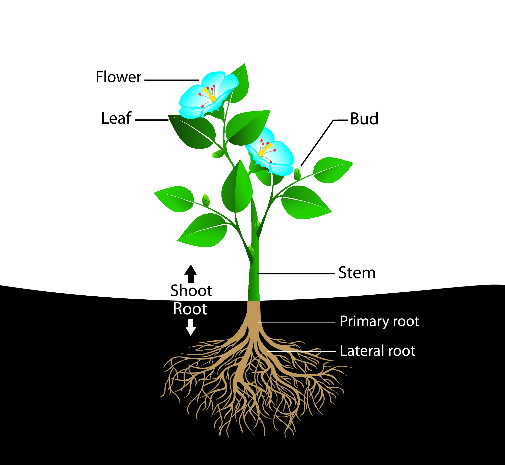 Diagram of a plant
